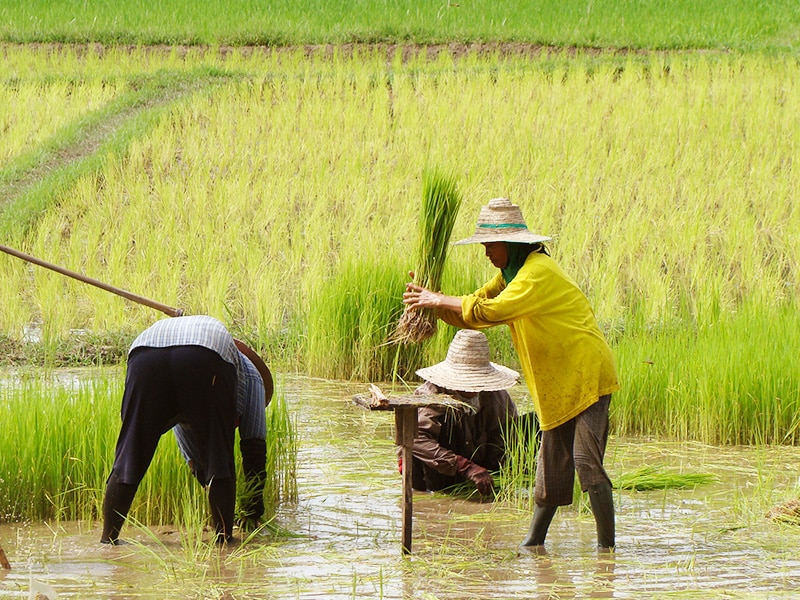 Plantation du riz thai bio dans les rizieres