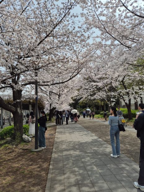 Cerisiers en fleurs au Japon