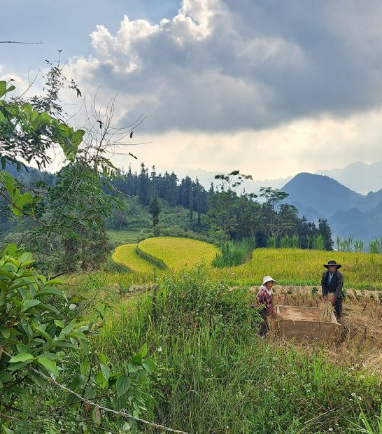 Paysans travaillant dans des rizières au Vietnam