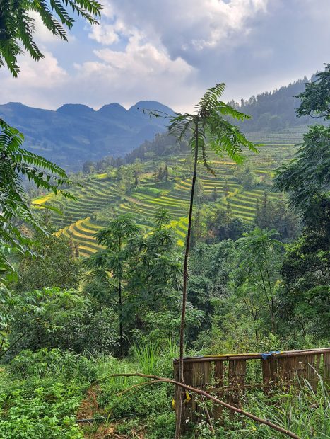 Magnifiques paysages de rizières au Vietnam